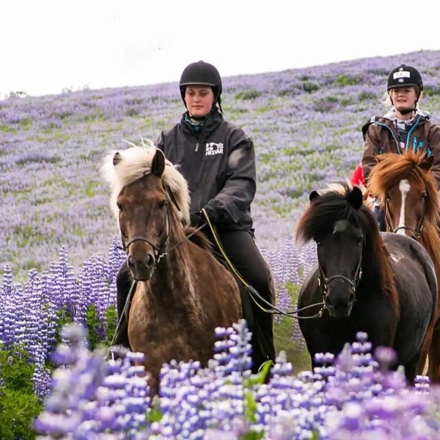 Exploring Iceland's Landscape On Horseback​