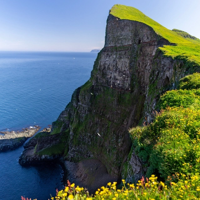 Hornbjarg-cliffs-in-Hornstrandir-nature-reserve-with-blossoming-flowers-Westfjords-north-east-Iceland